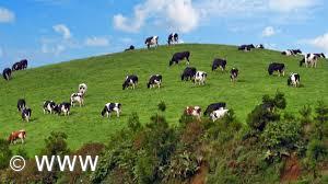 A Seleção Artificial dos bovinos nos Açores – Imagem 4