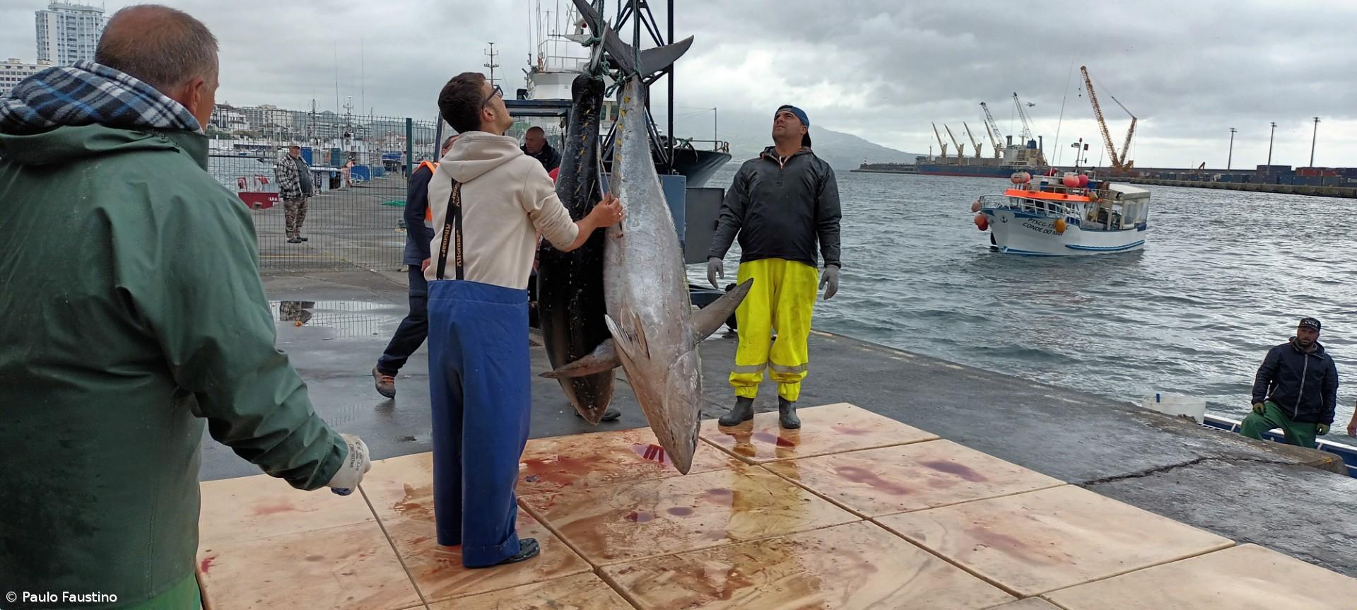 Descargas excecionais de atum patudo geram constrangimentos no porto – Imagem 1