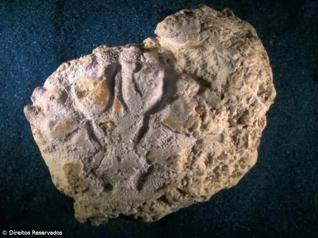 Identificado no Brasil fóssil de nova espécie de caranguejo com 20 milhões de anos – Imagem 1