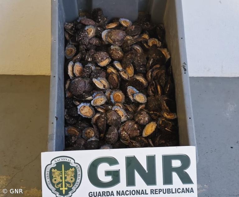 Apreensão de 16 quilos de lapas na ilha das Flores – Imagem 1