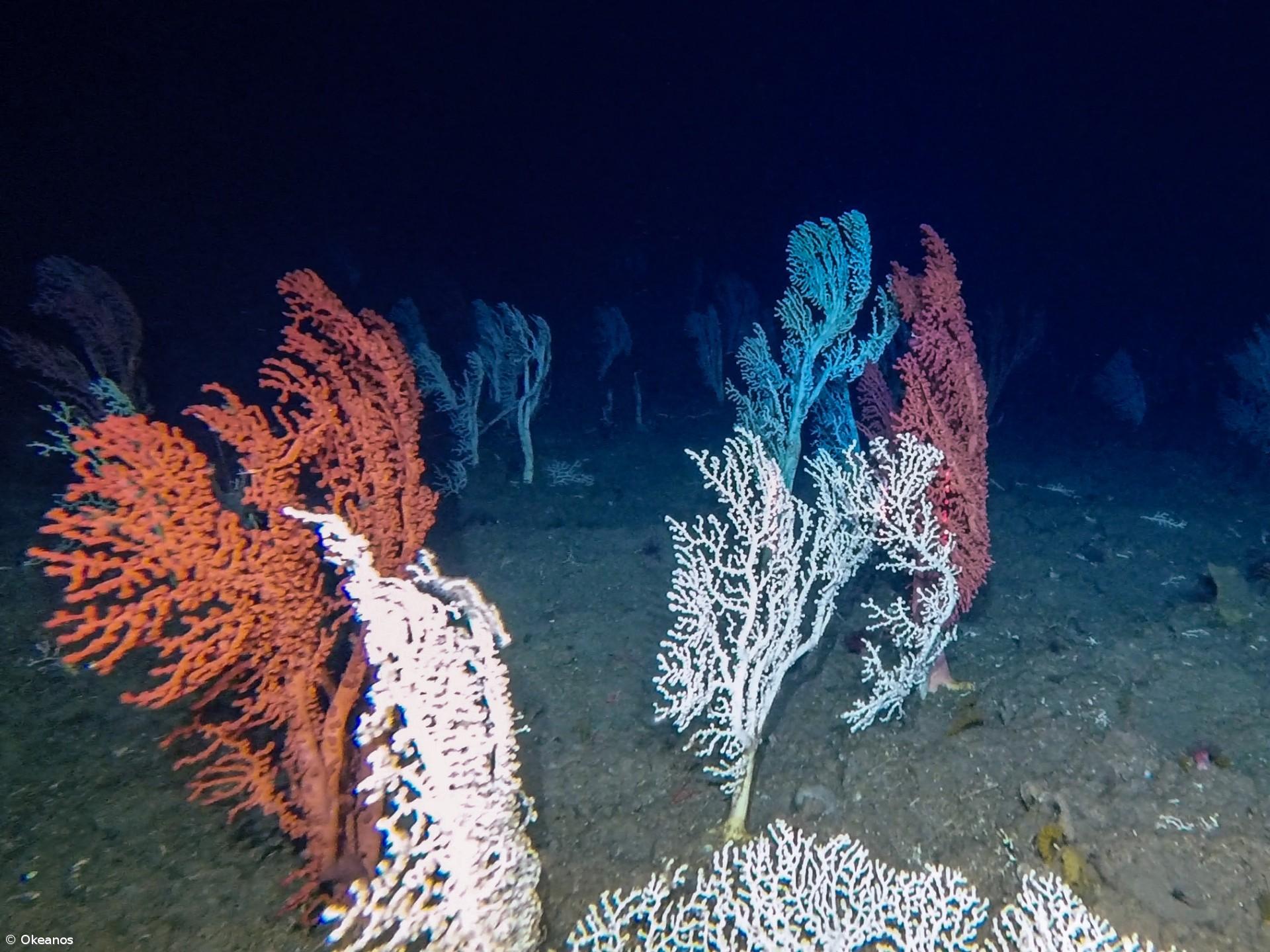 Investigações no mar profundo dos Açores revelam novas espécies – Imagem 2