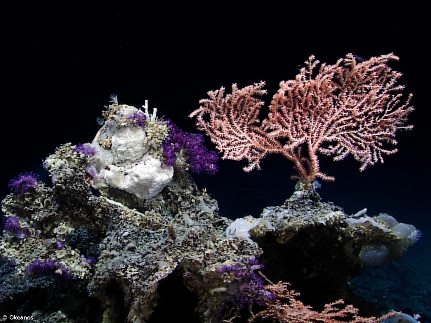 Investigações no mar profundo dos Açores revelam novas espécies – Imagem 3