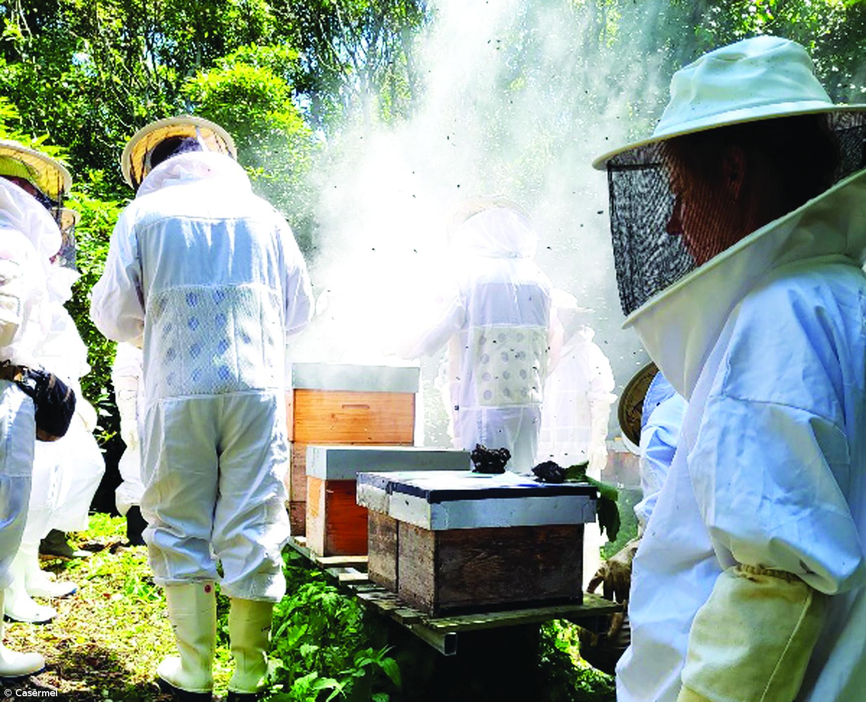 Melaria e formação vão permitir valorização do mel de São Miguel – Imagem 1