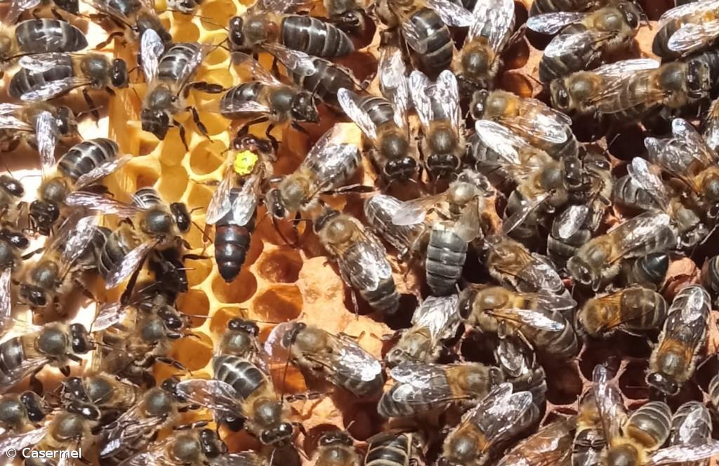 Estudo do património genético das abelhas – Imagem 1
