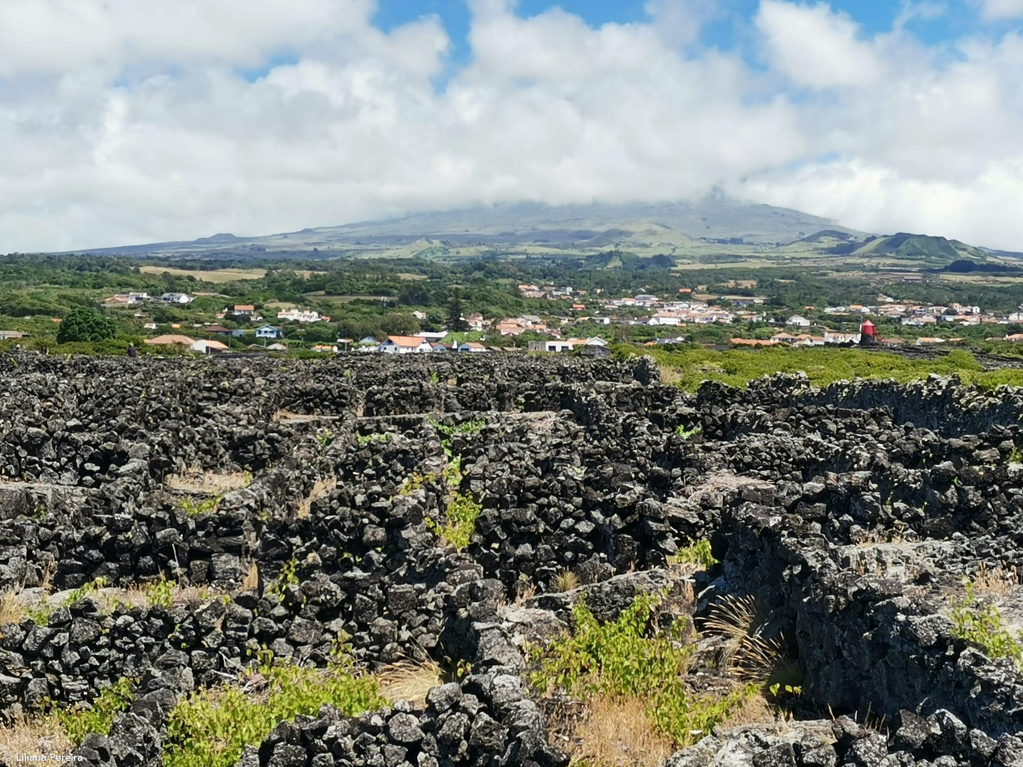 “Há um antes e depois” da classificação das vinhas do Pico – Imagem 1