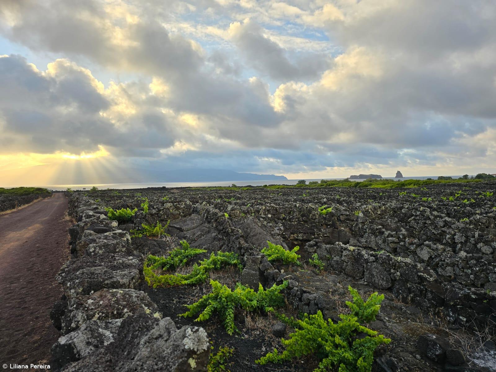 Área apta a produzir vinho certificado quadruplicou – Imagem 1