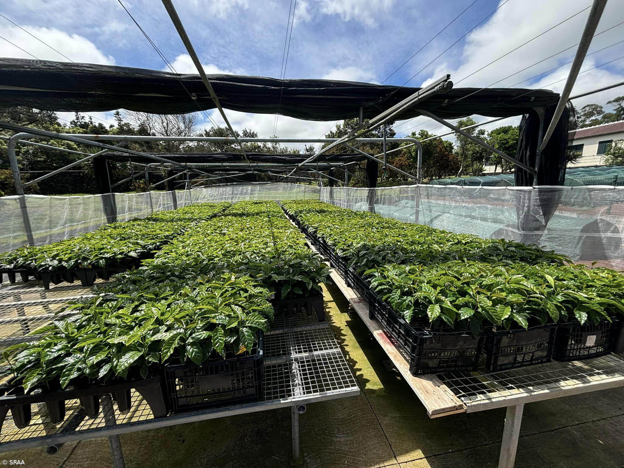 Açores apostam em projeto de experimentação de novas variedades de café – Imagem 1