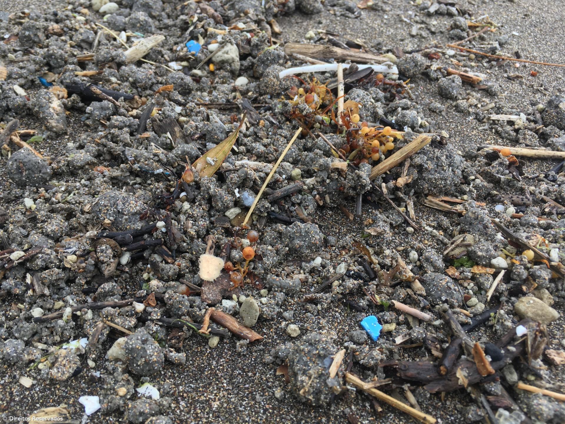 Quatro zonas balneares de Ponta Delgada estão interditas a banhos – Imagem 3