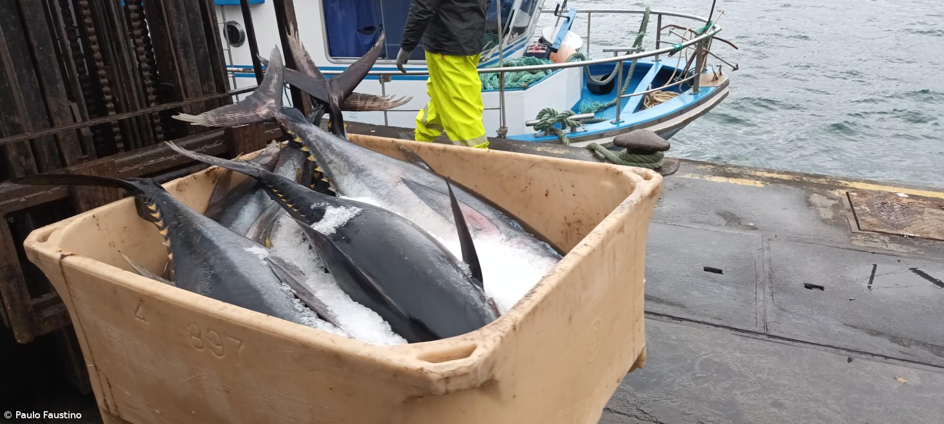 Pescas com quebra de 887 mil euros em novembro – Imagem 1