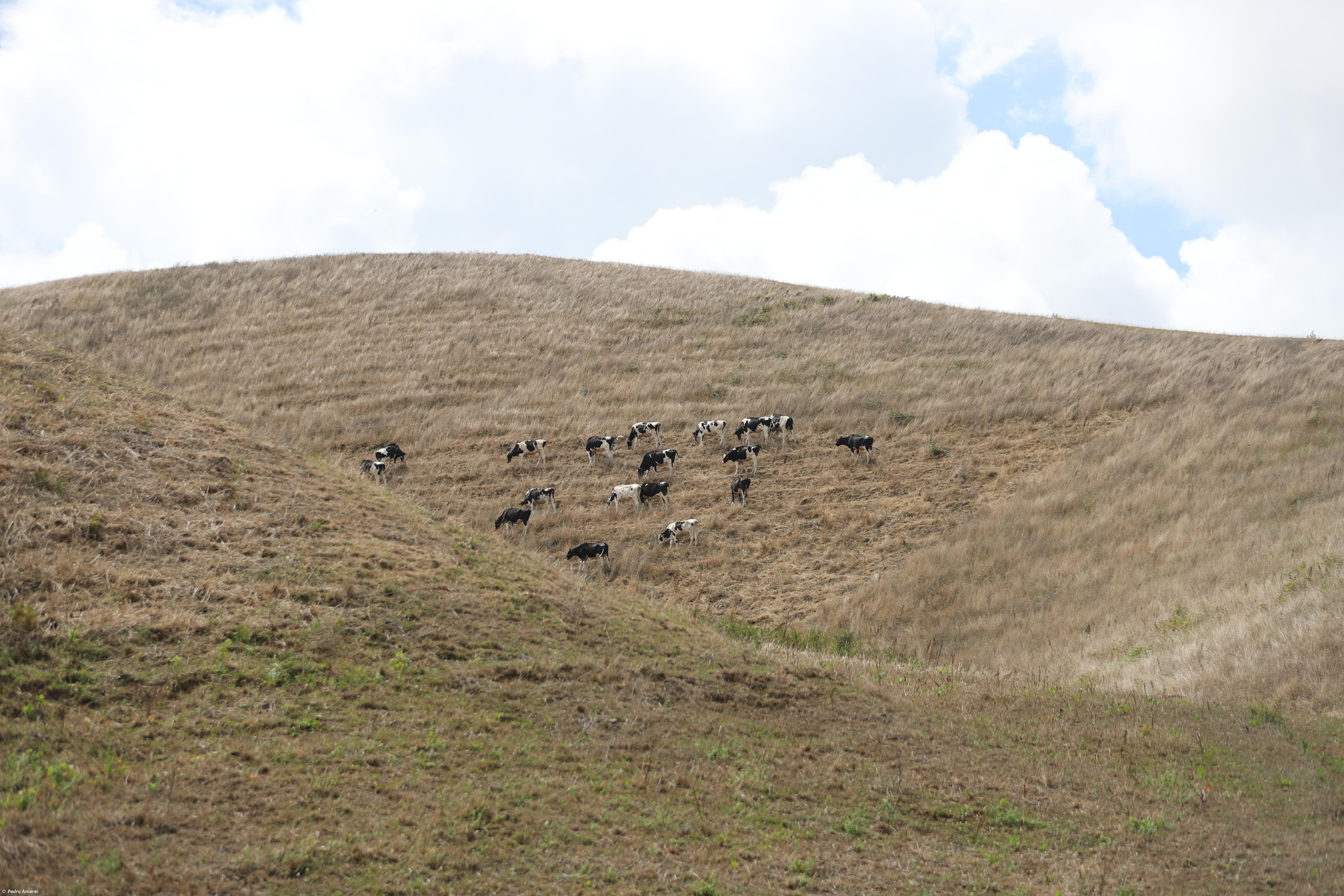 PCP/Açores defende monitorização de bacias de água e avaliação de eventuais aumentos – Imagem 1