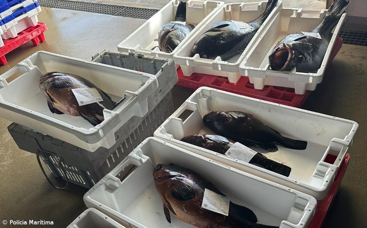 Polícia Marítima apreende 64,5 quilos de mero e arte de pesca na ilha Graciosa – Imagem 1