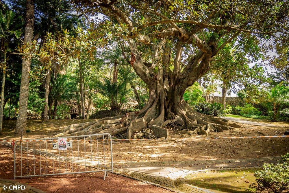 Autarquia avalia estado de árvore da borracha australiana do Jardim António Borges – Imagem 1