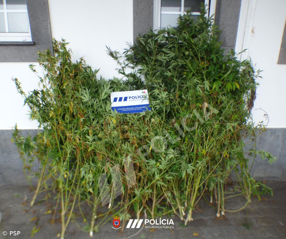 Apreensão de 18 plantas de canábis na Horta – Imagem 1