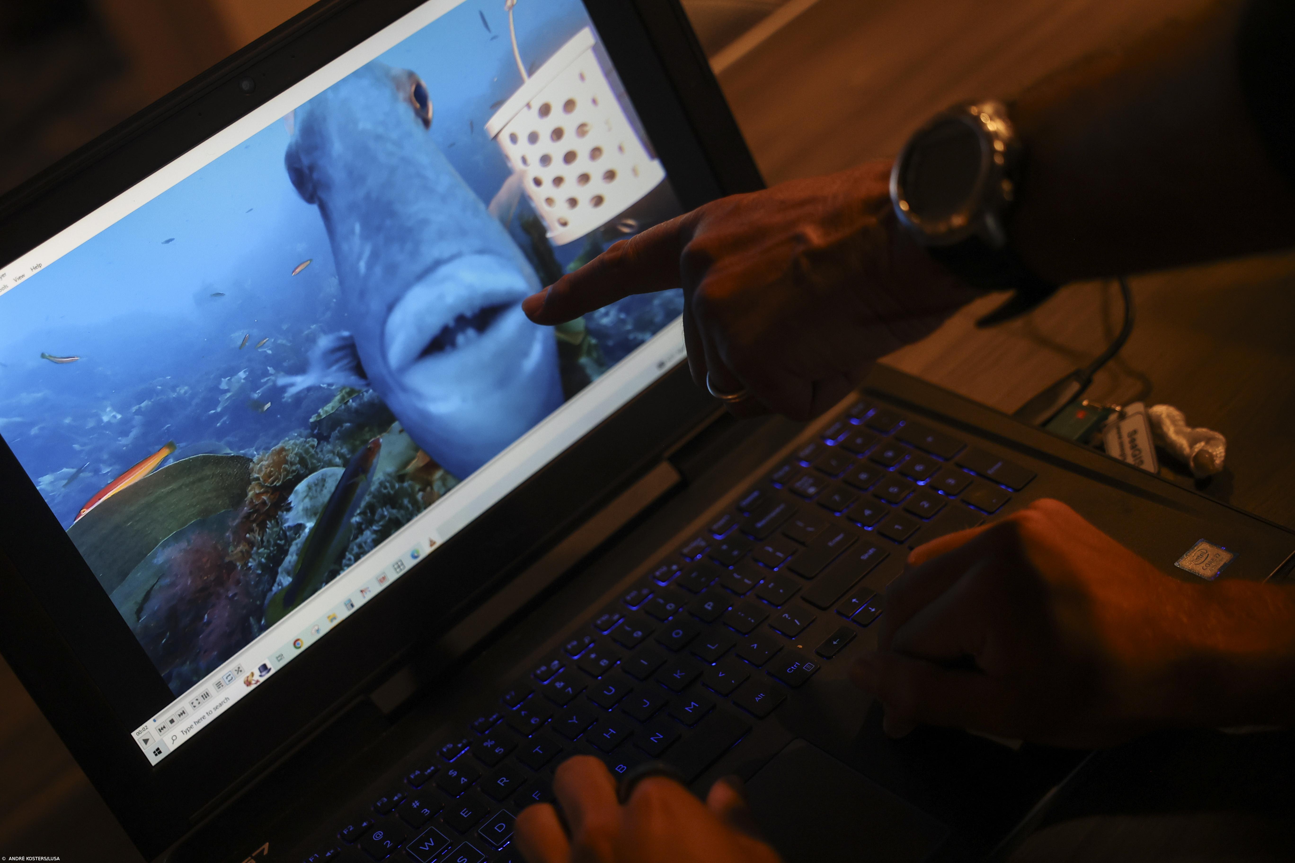 Portugal "tem tudo a ganhar" se assumir liderança na europa na proteção do oceano – Imagem 1