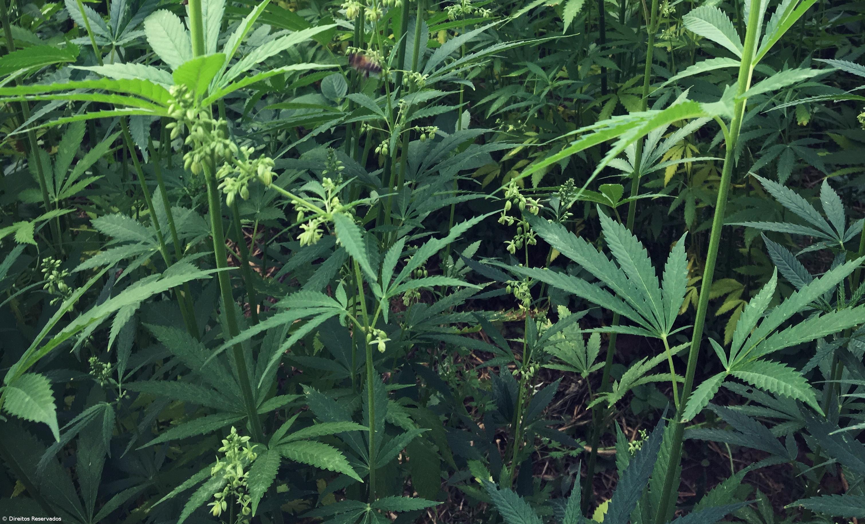 Produção de cânhamo é rentável mas preconceito trava produção – Imagem 1