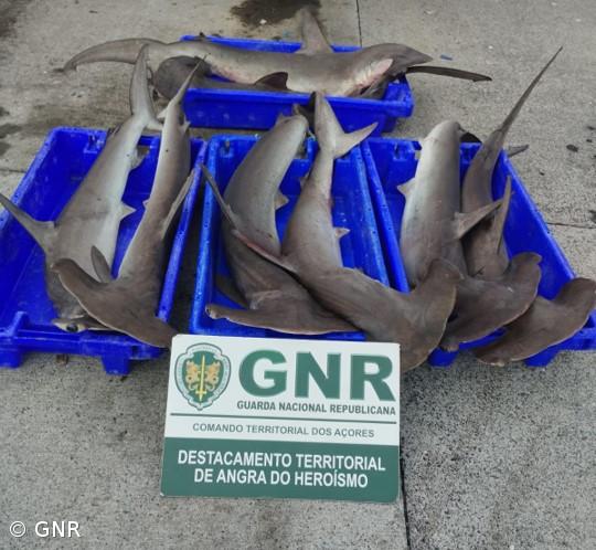 Apreendidos 76 quilos de tubarão martelo nos Açores – Imagem 1