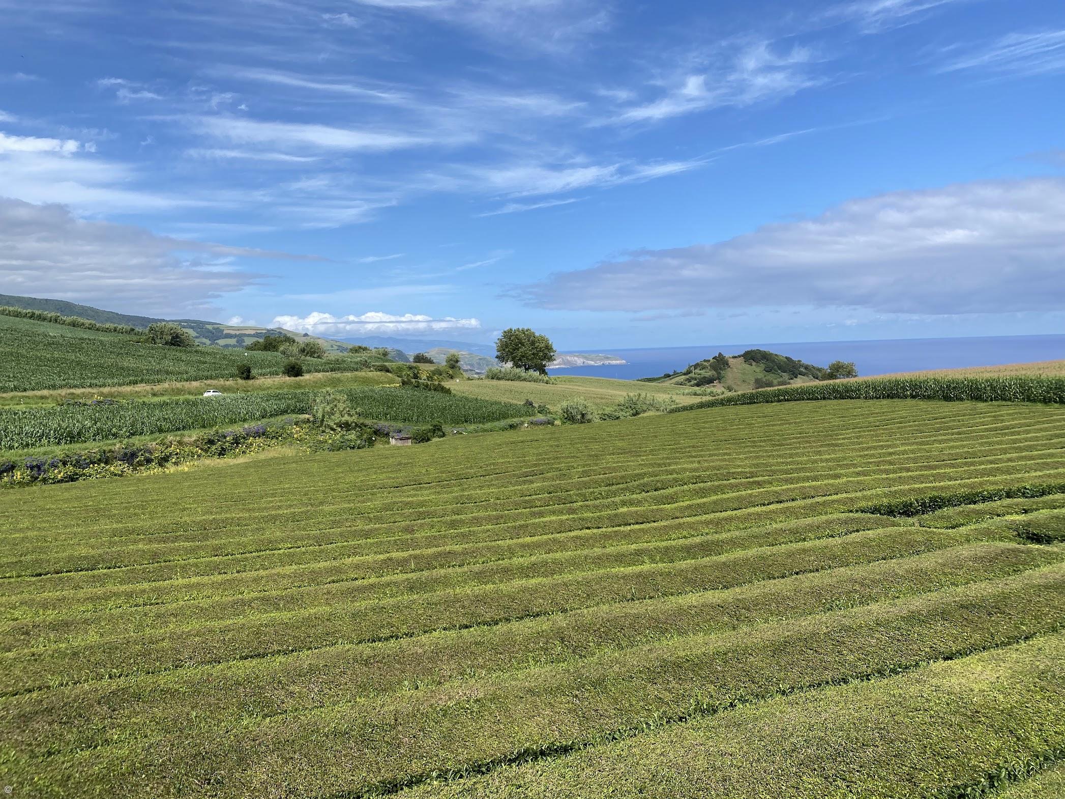 Gorreana: um chá com memória – Imagem 1