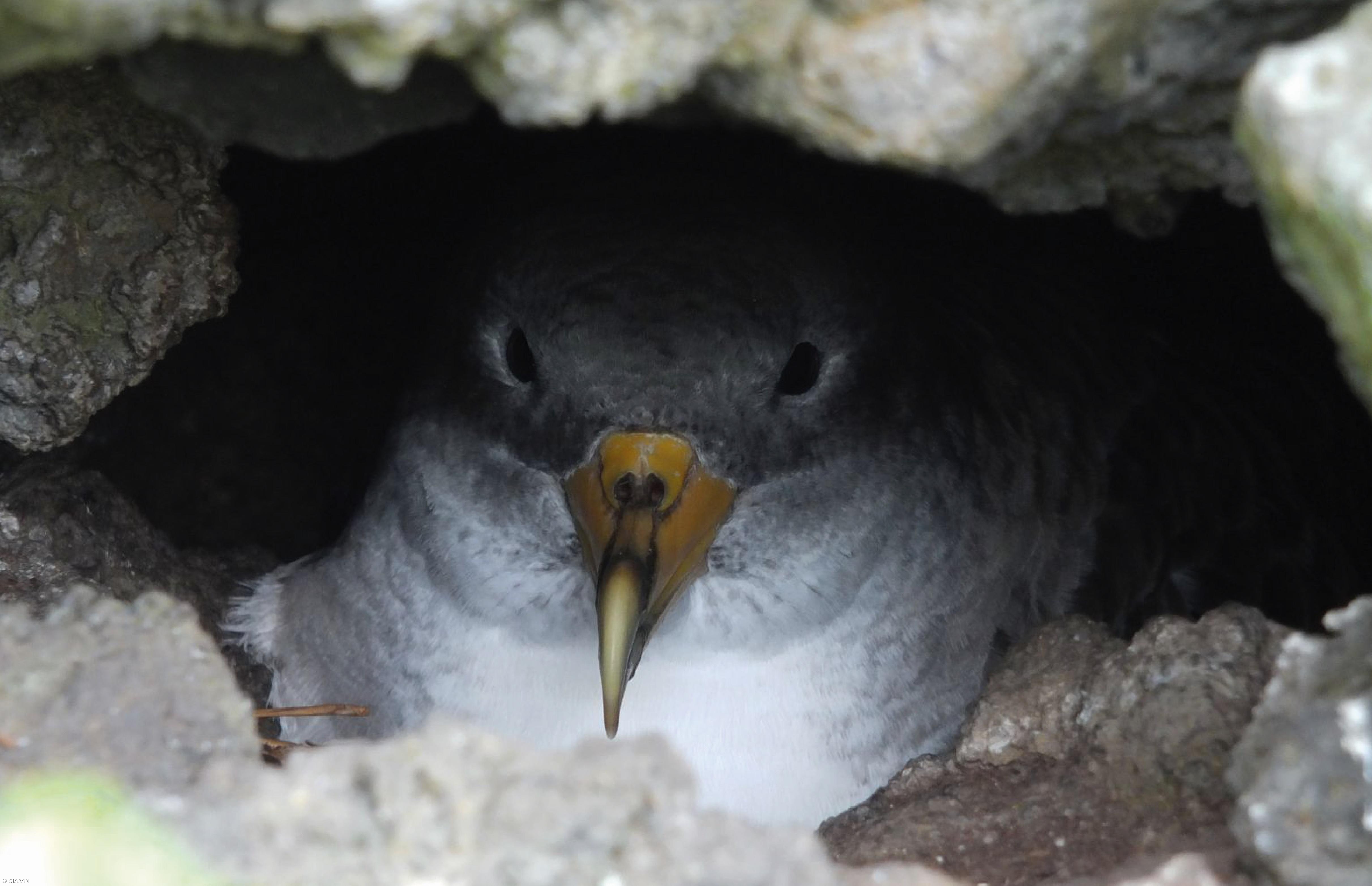 Autarquia da Lagoa adere à Campanha SOS Cagarro – Imagem 1