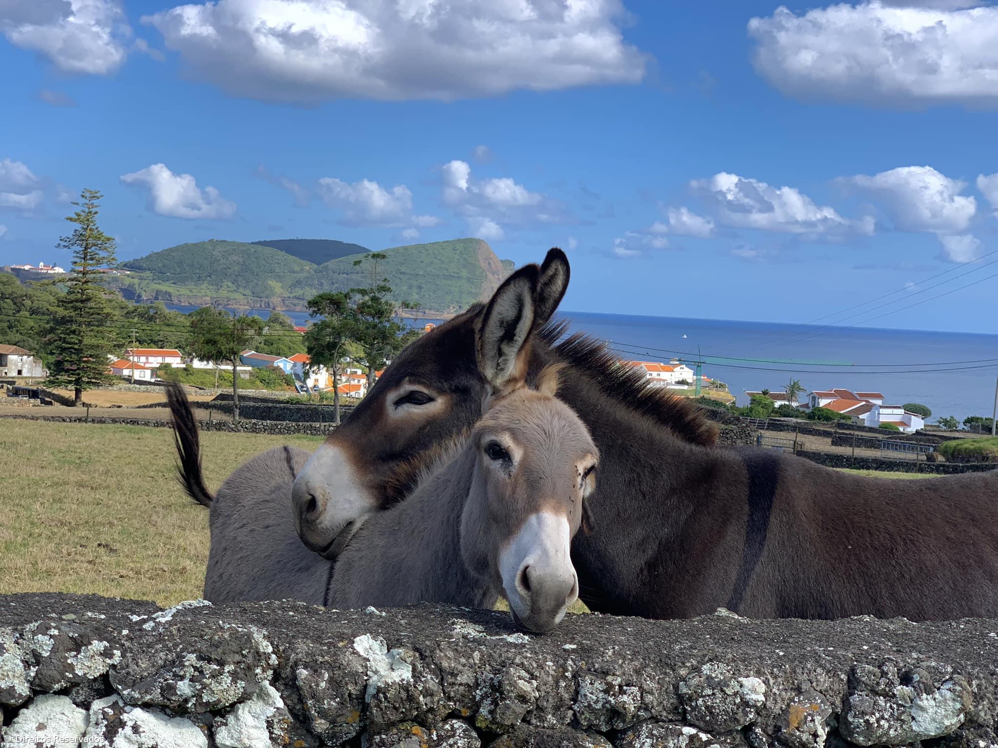 Leite de Burra açoriano exportado para consumo humano e produtos de cosmética – Imagem 3