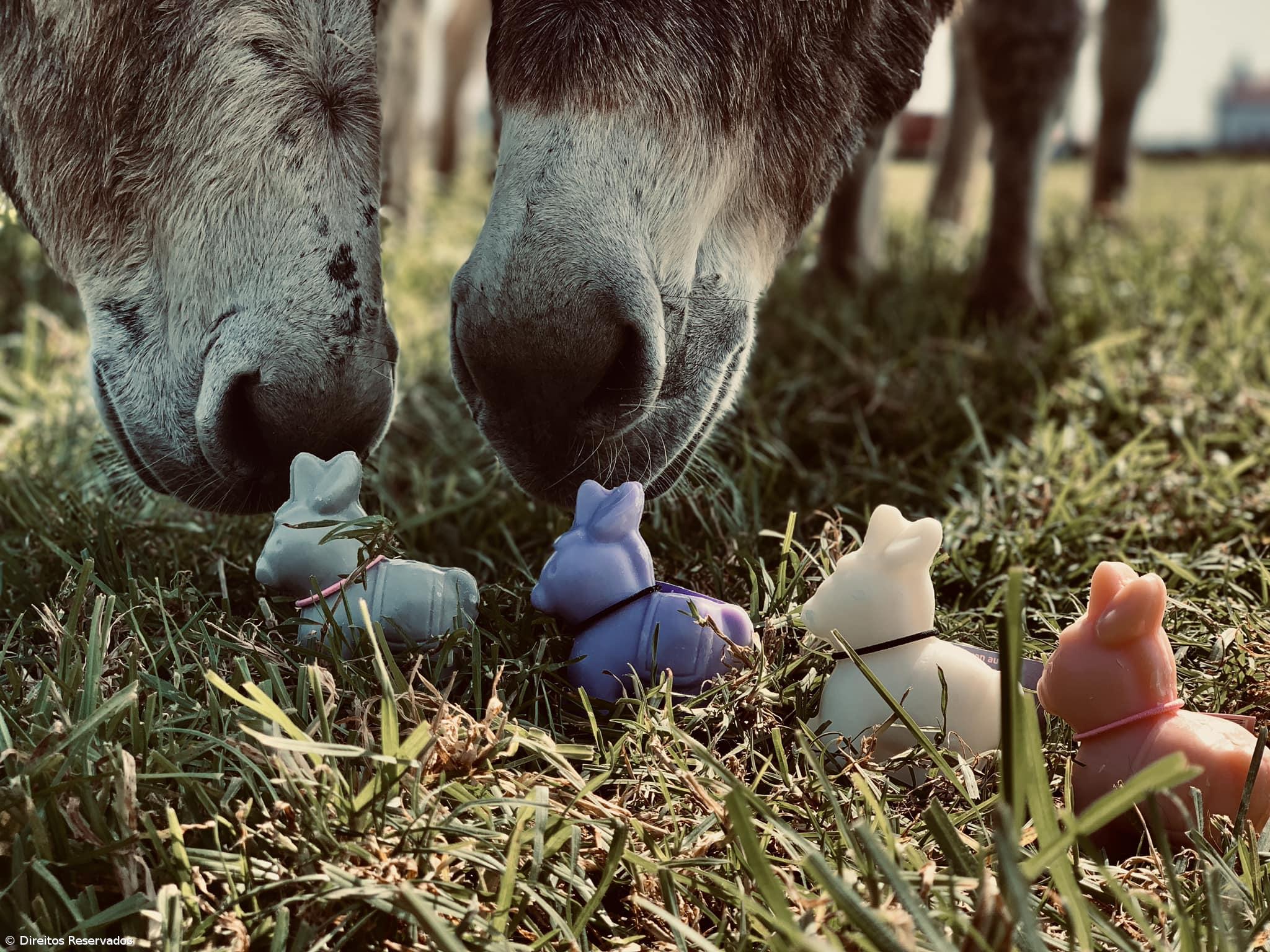 Leite de Burra açoriano exportado para consumo humano e produtos de cosmética – Imagem 9