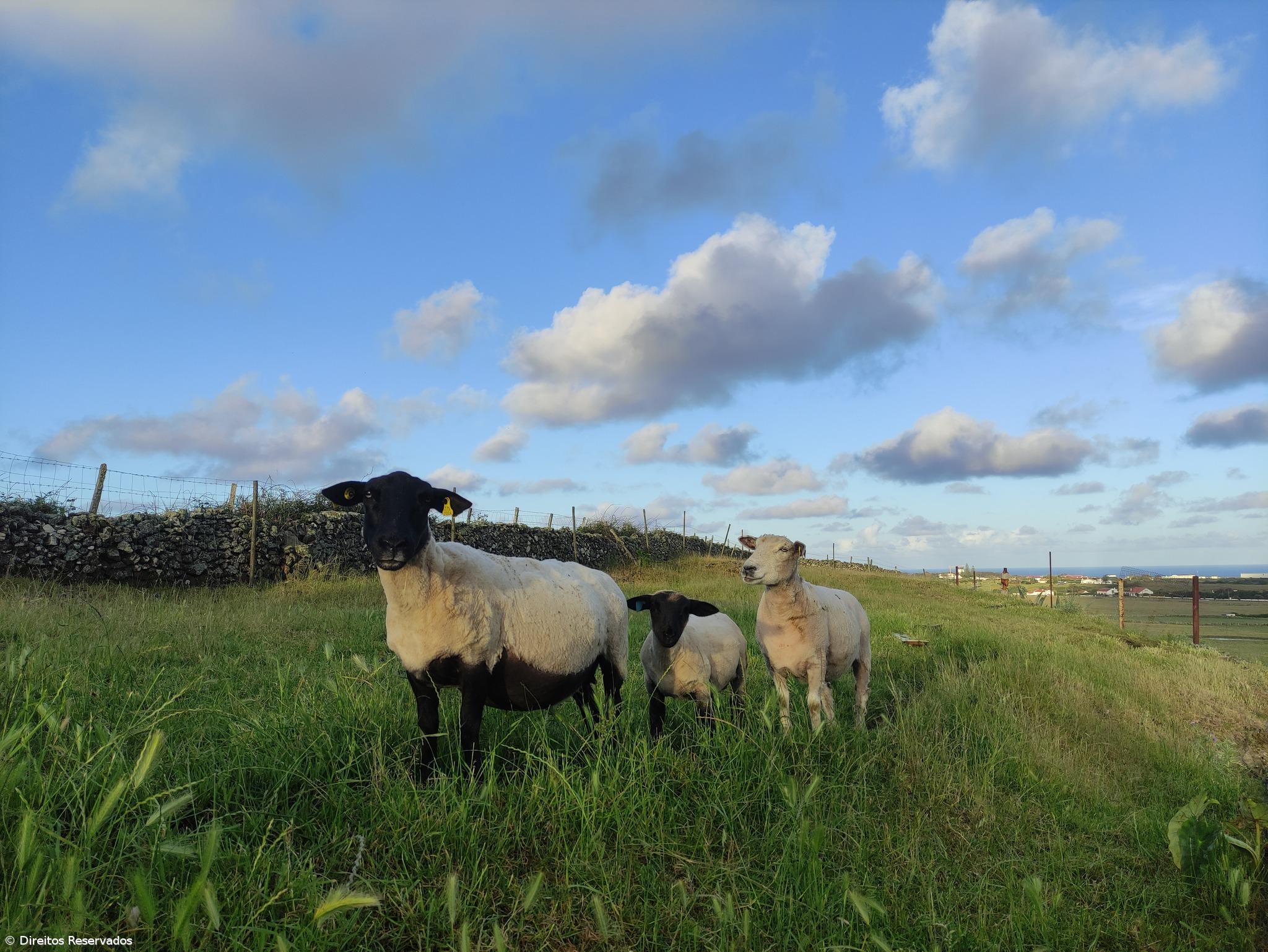 Aníbal Moura: “O que me faz sentir que deixarei um legado é ver hoje a ilha toda povoada de pequenos rebanhos de ovinos” – Imagem 1