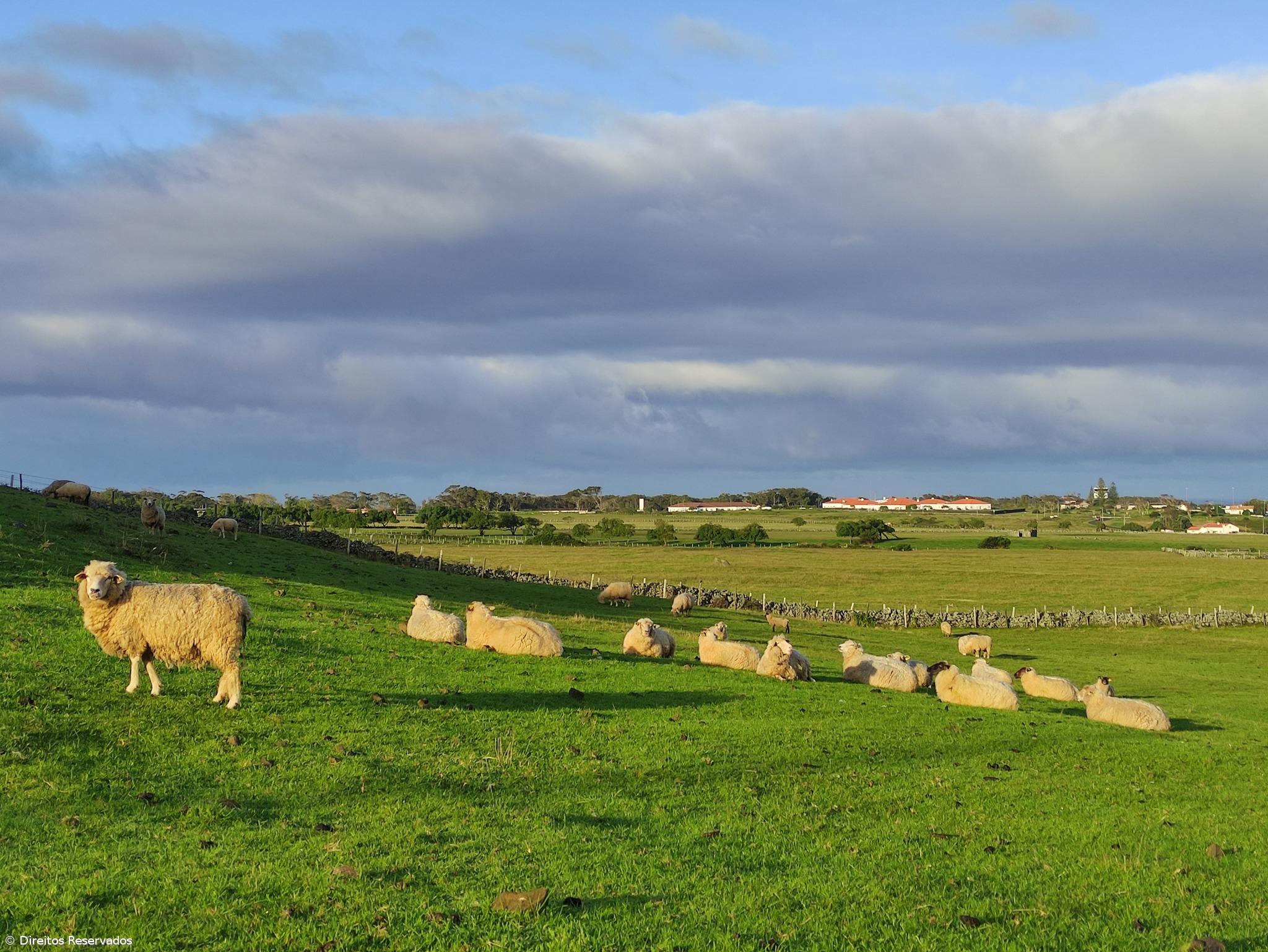 Aníbal Moura: “O que me faz sentir que deixarei um legado é ver hoje a ilha toda povoada de pequenos rebanhos de ovinos” – Imagem 2