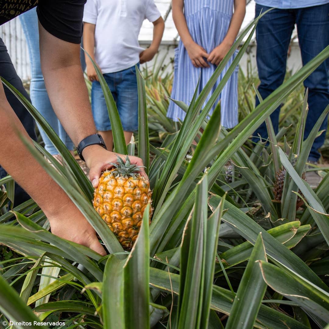 Luís Miguel Dâmaso: “O crescimento turístico ajudou a produção e fez com que se investisse novamente na cultura do ananás” – Imagem 1