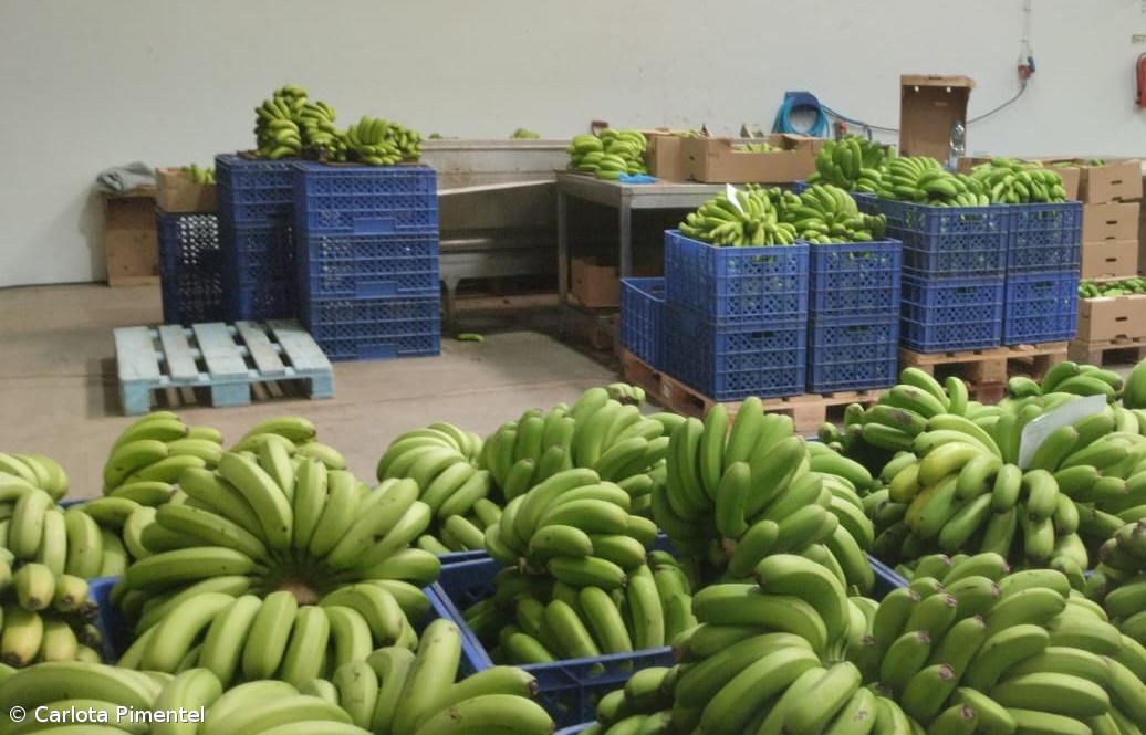 Frutaçor fatura mais 1,4 ME anuais do que há 10 anos – Imagem 1