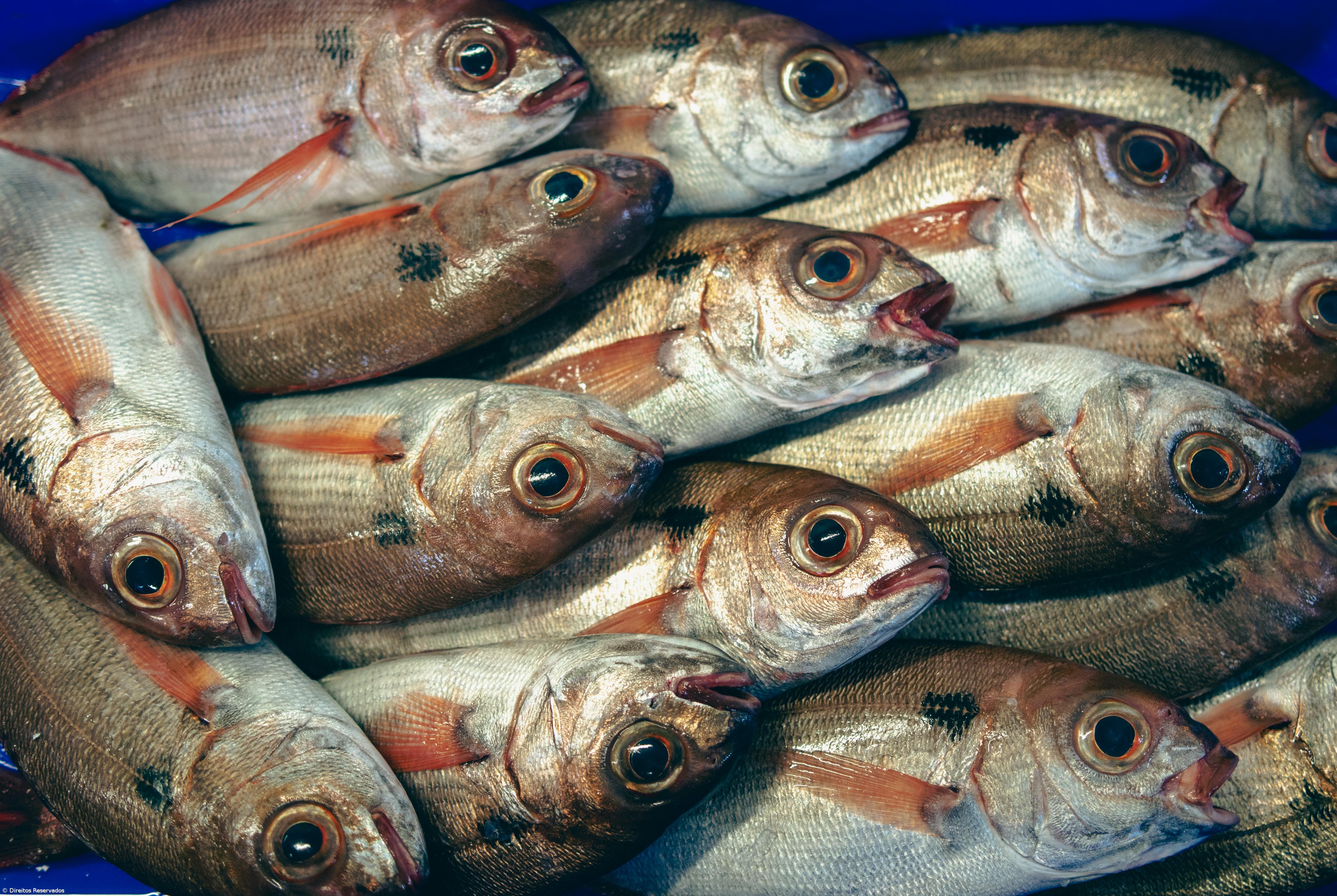 Por açorianos mares diariamente navegados – Imagem 1