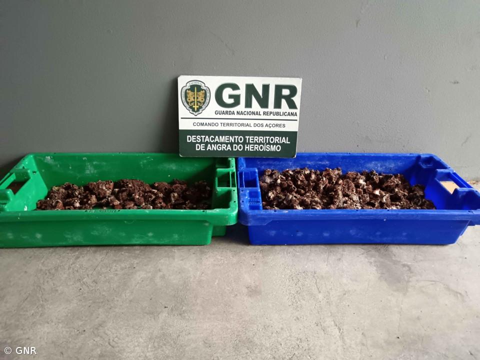 GNR apreende mais de 400 cracas na ilha Terceira – Imagem 1