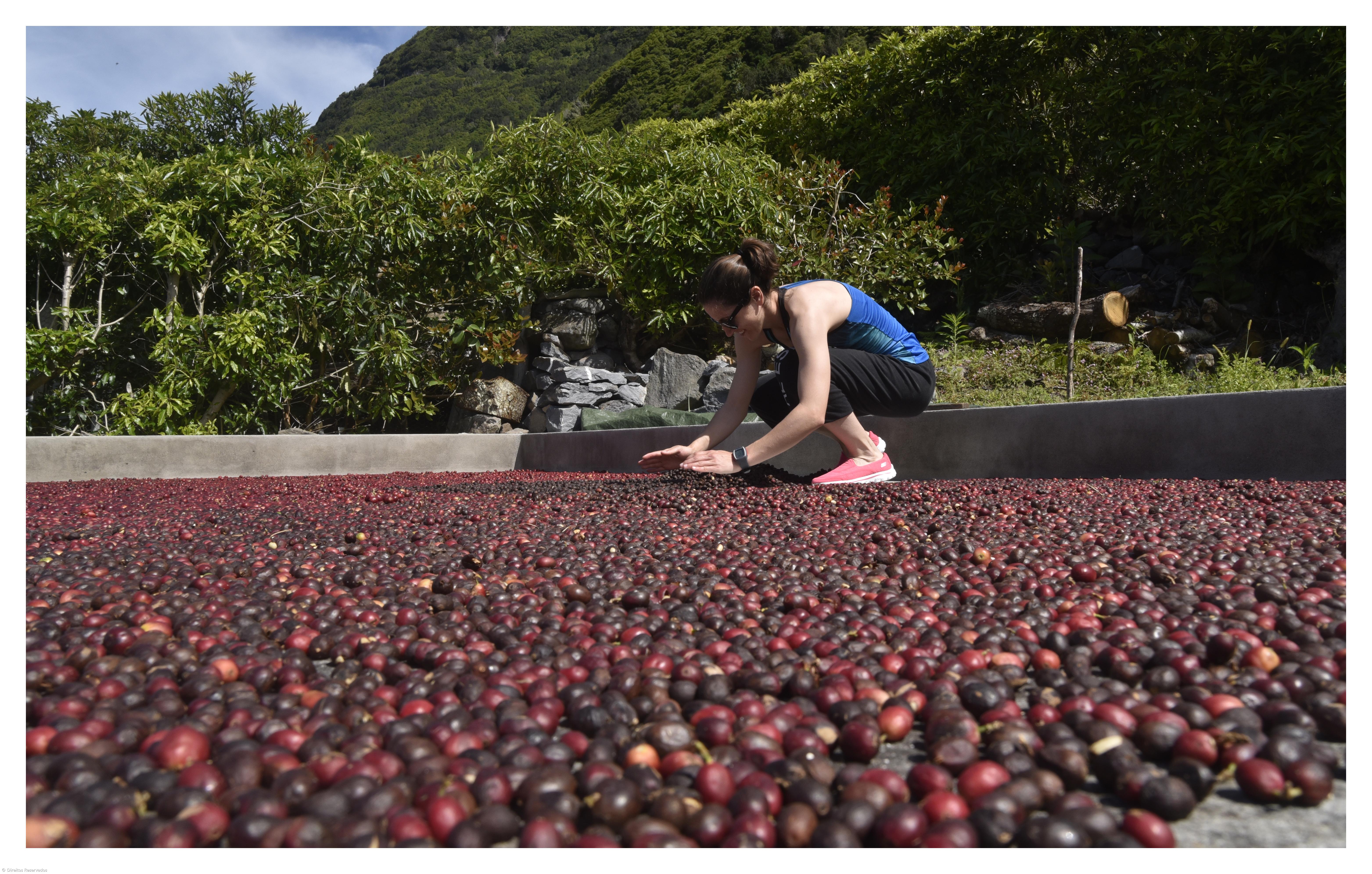 Há quem vá a São Jorge só para beber o Café da Fajã dos Vimes – Imagem 1