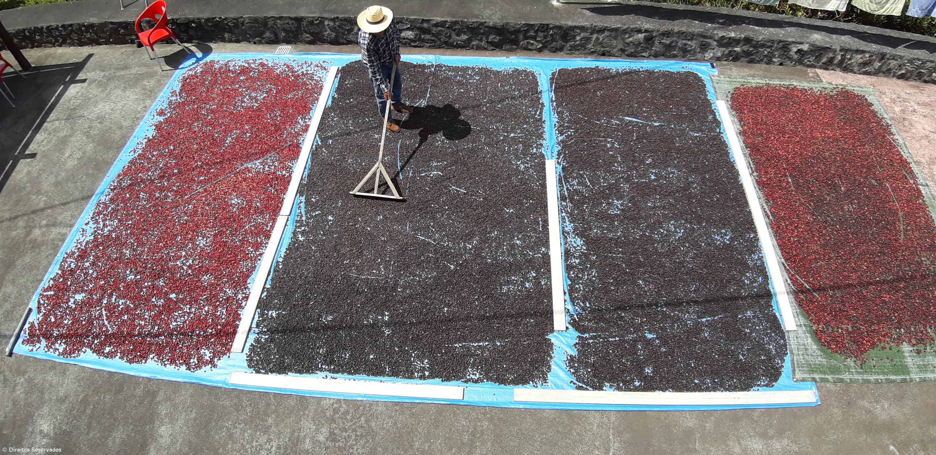 Há quem vá a São Jorge só para beber o Café da Fajã dos Vimes – Imagem 3