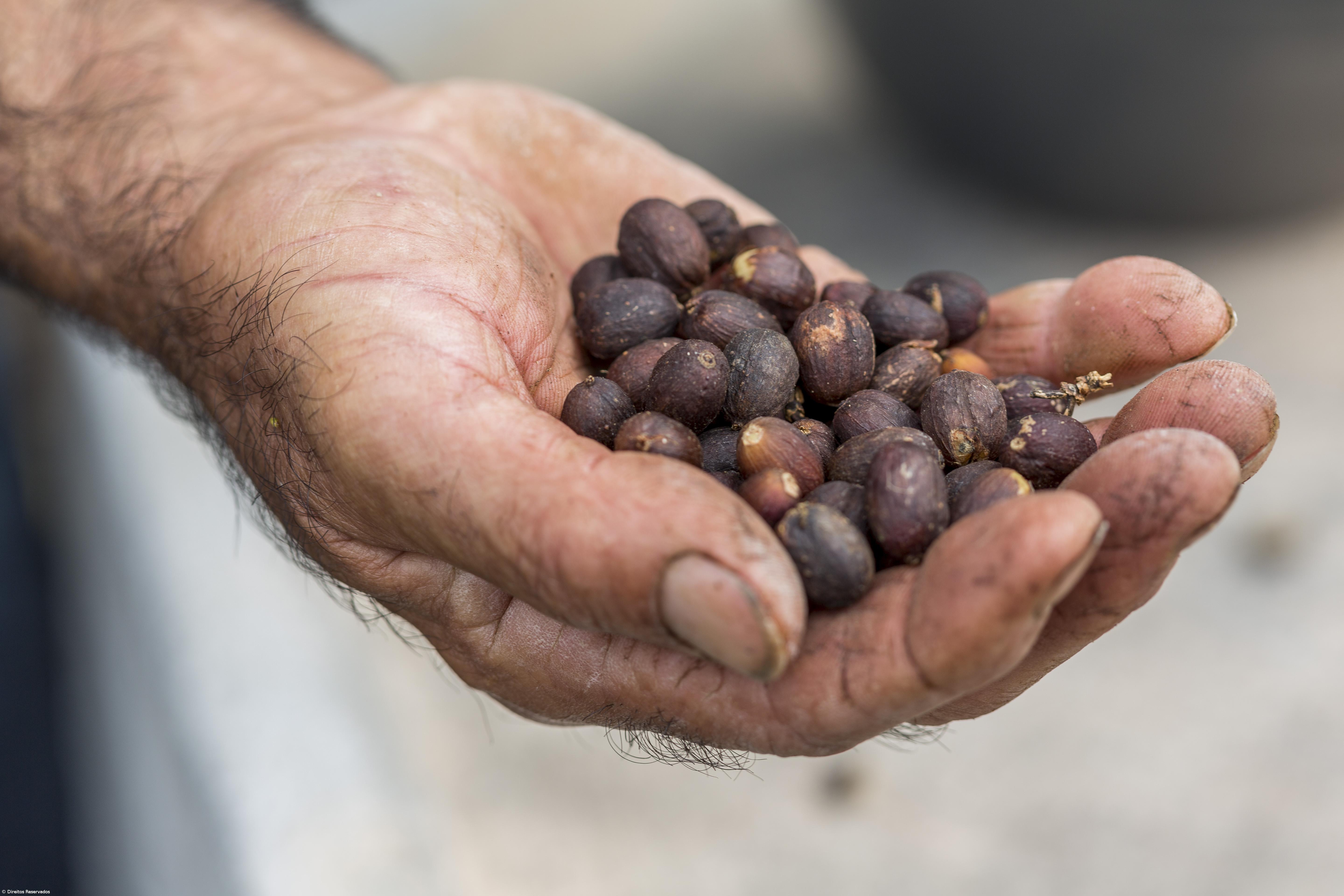 Há quem vá a São Jorge só para beber o Café da Fajã dos Vimes – Imagem 6