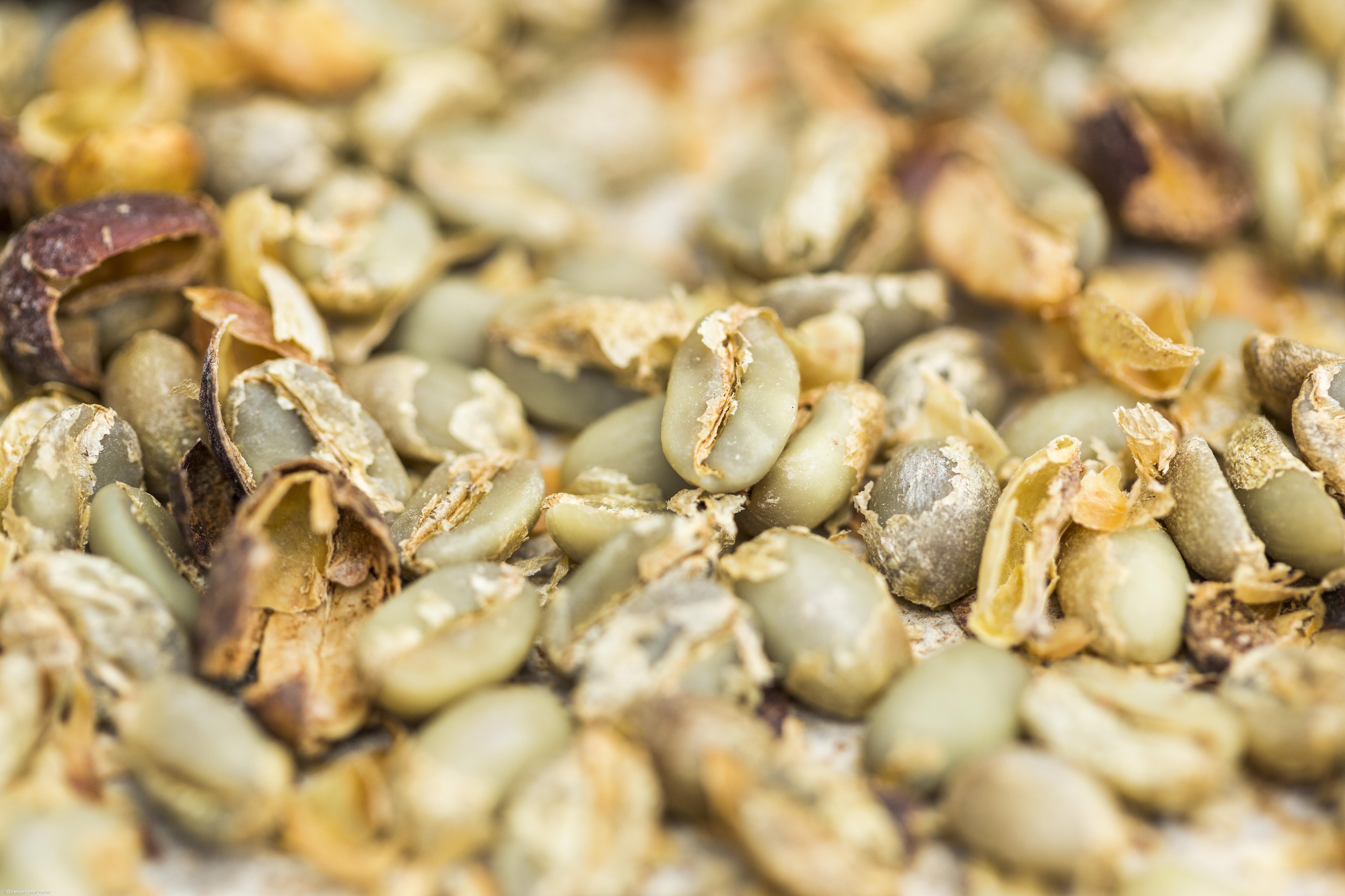 Há quem vá a São Jorge só para beber o Café da Fajã dos Vimes – Imagem 7