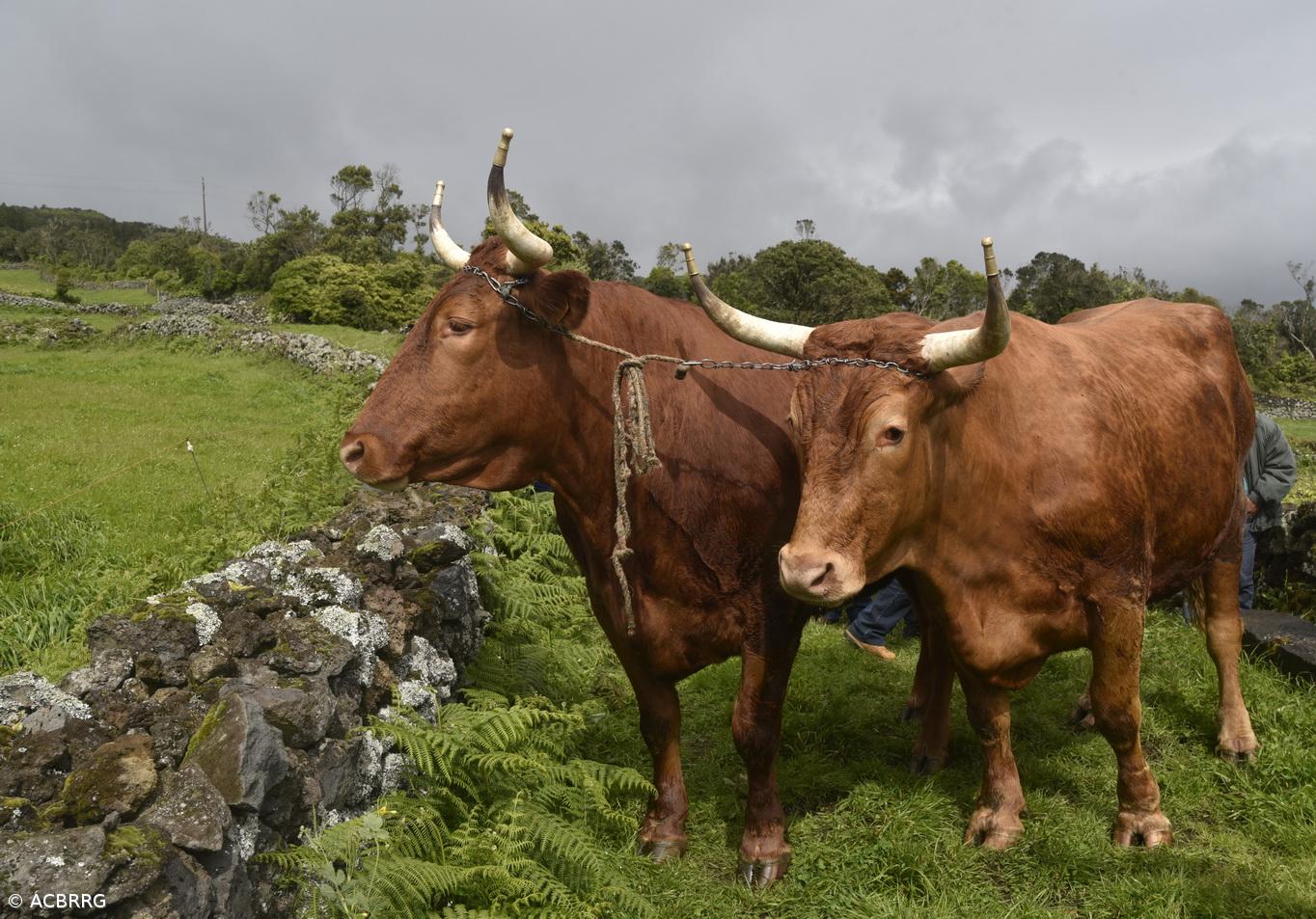 Acordo UE-Mercosul traz riscos para a produção de carne açoriana – Imagem 1