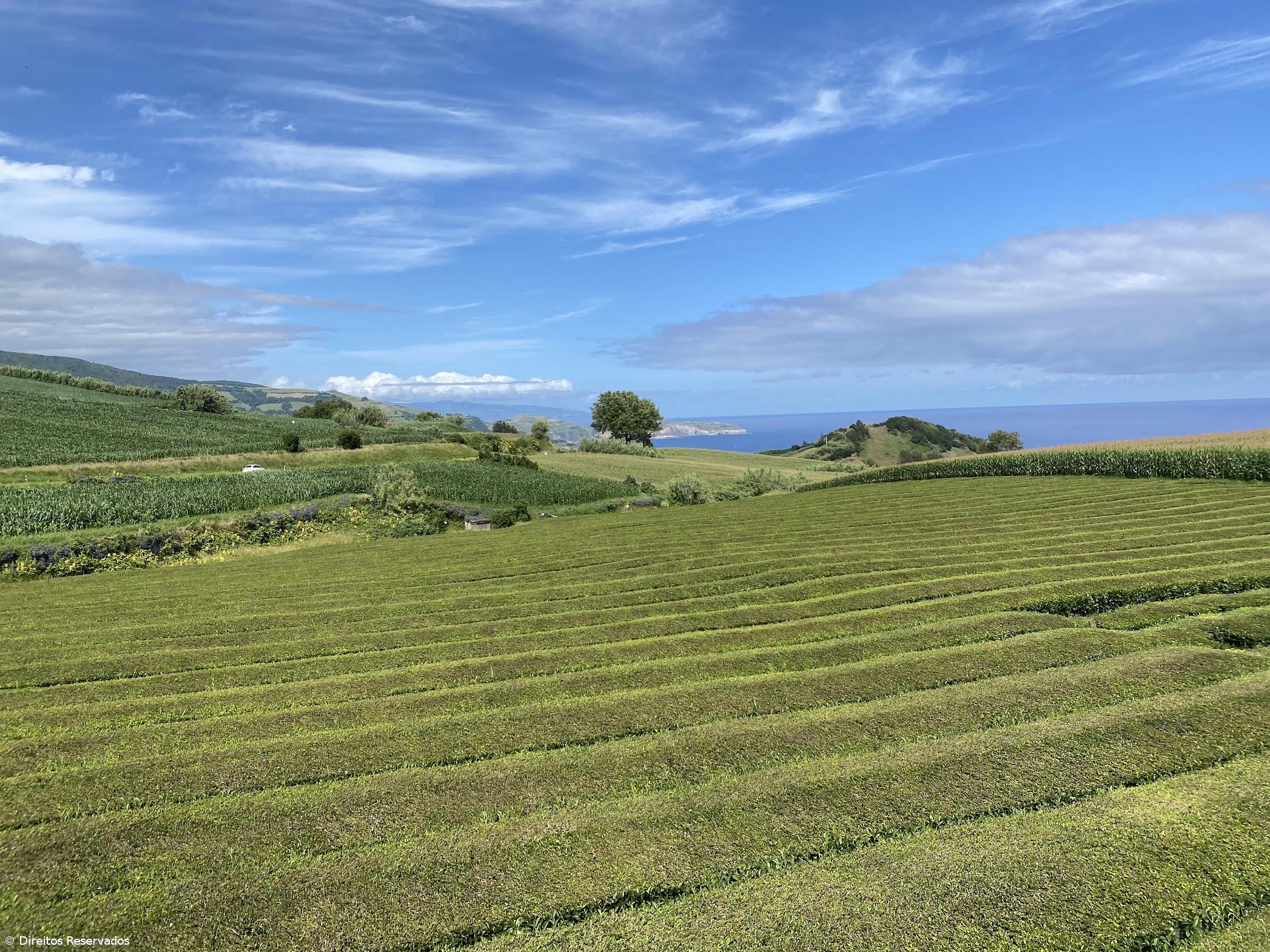 Madalena Motta: “O segredo da longevidade da Gorreana é viver o seu tempo” – Imagem 1