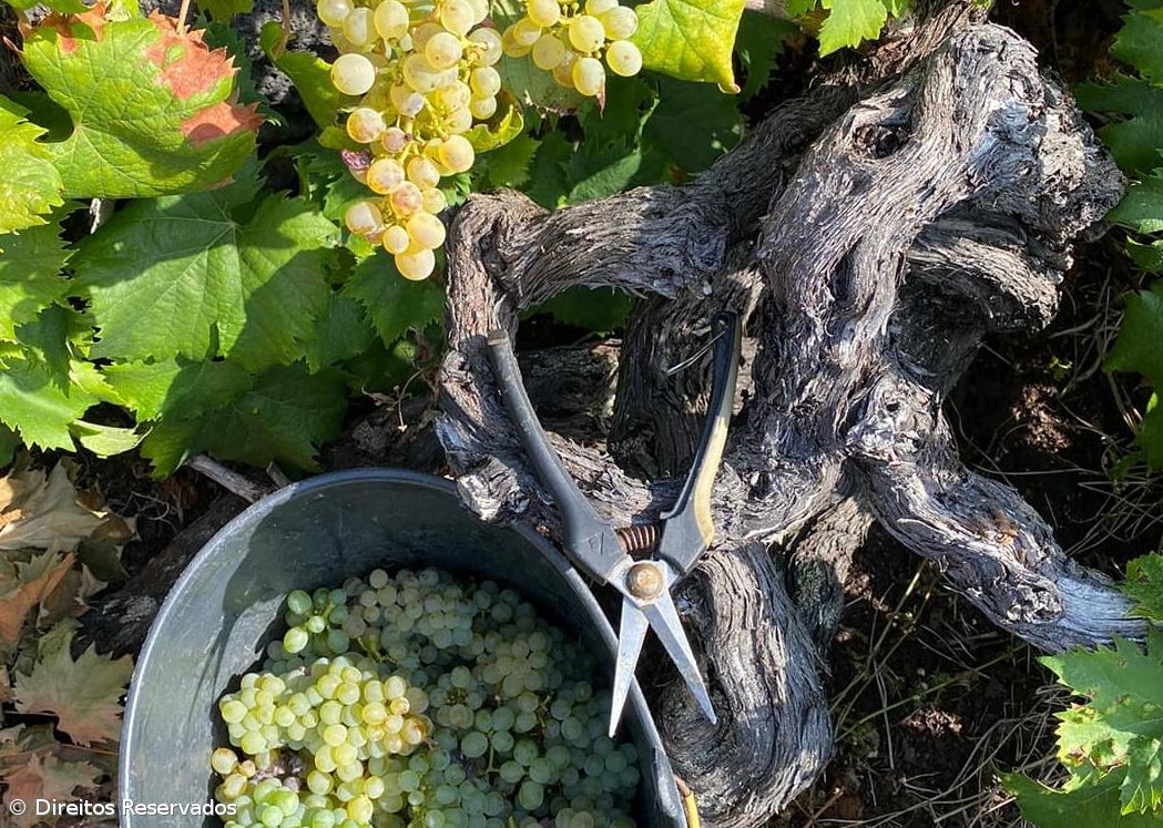 Danos causados pelas aves causam preocupação à CVRA – Imagem 1