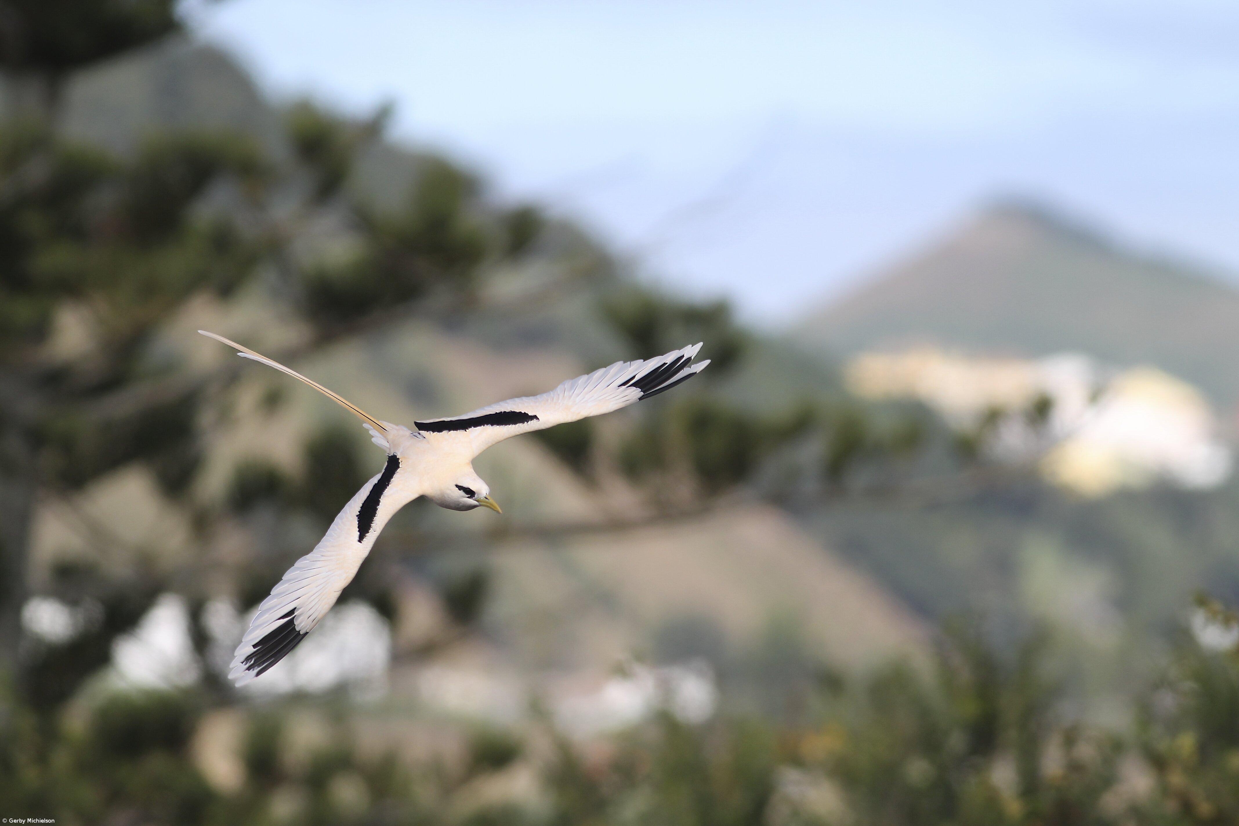 Concurso divulga “a biodiversidade ornitológica das ilhas atlânticas” – Imagem 1