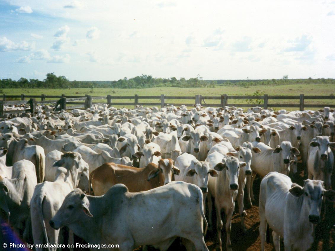 Uso global de antibióticos na pecuária pode aumentar 30% até 2040 – Imagem 1