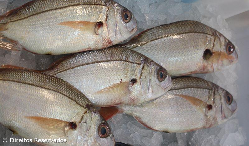 Estudo alerta para sobrepesca de goraz, pargo e boca-negra na Região – Imagem 1