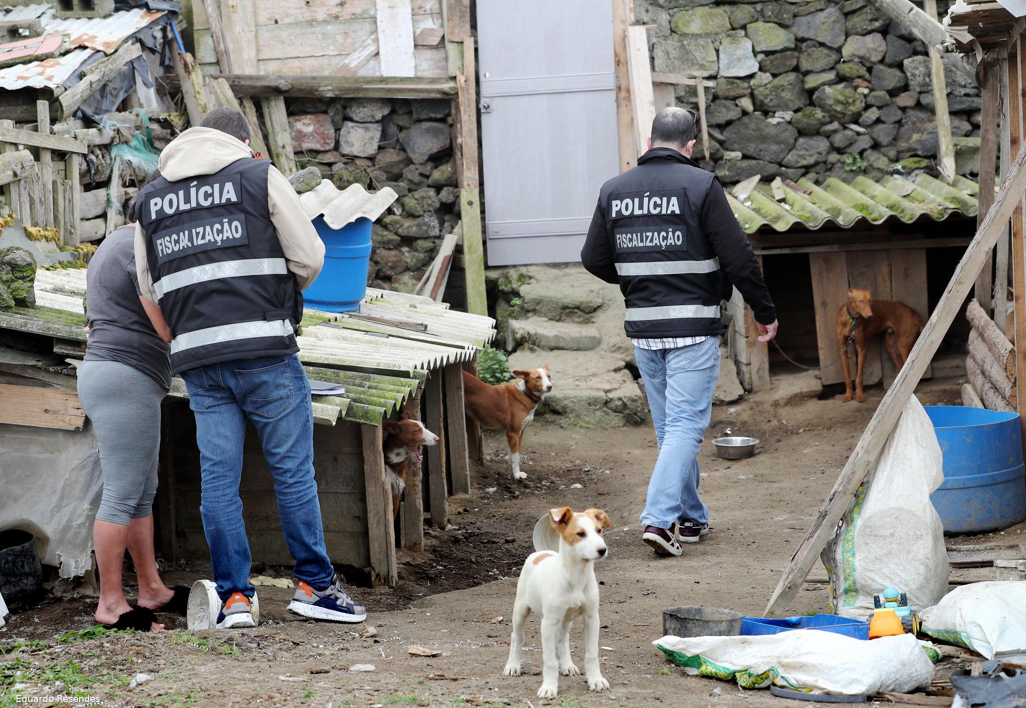 Açores com mais de 1900 condenações por atos contra animais em cinco anos – Imagem 1