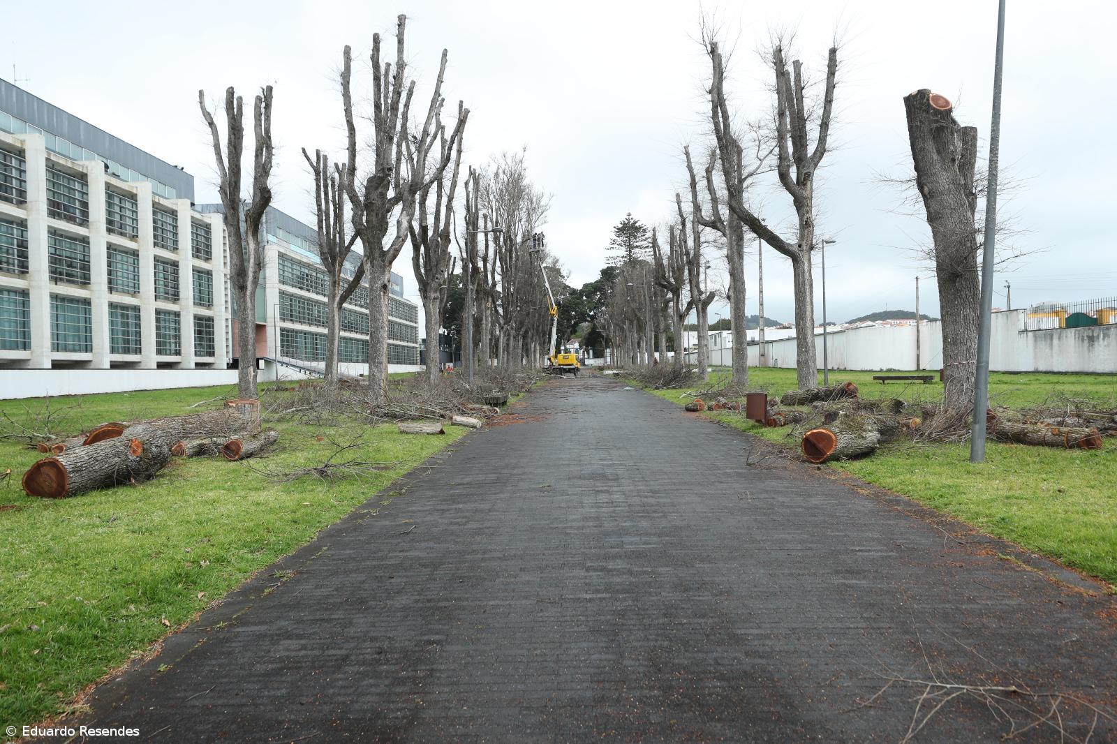 Apenas oito das 44 árvores do Relvão vão ser abatidas – Imagem 1