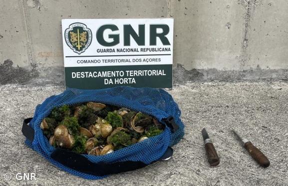 GNR apreendeu mais de oito quilogramas de lapas nas Flores – Imagem 1