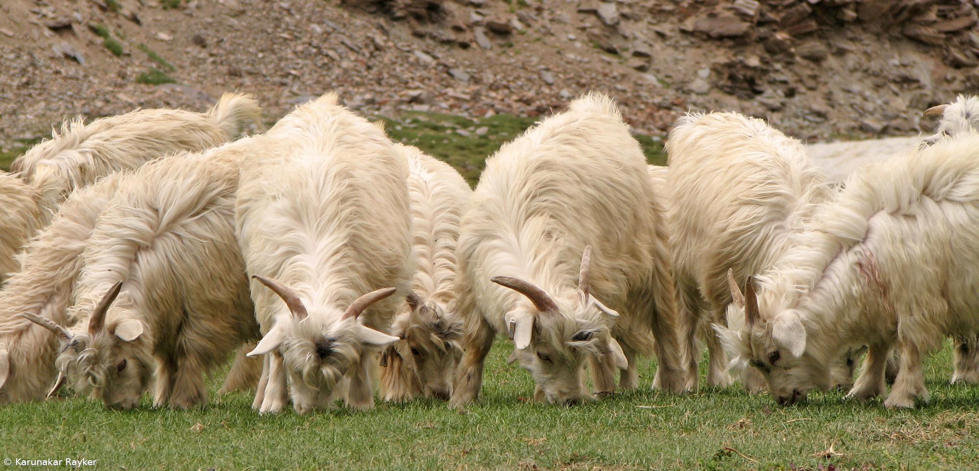 Doença da "Lingua Azul" pode ser calamitosa – Imagem 1