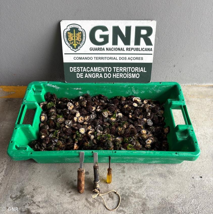 GNR apreende quase 12 quilogramas de lapas – Imagem 1