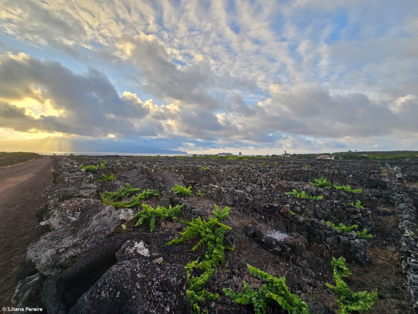 Cláudio Lopes preside ao Instituto da Vinha  – Imagem 1