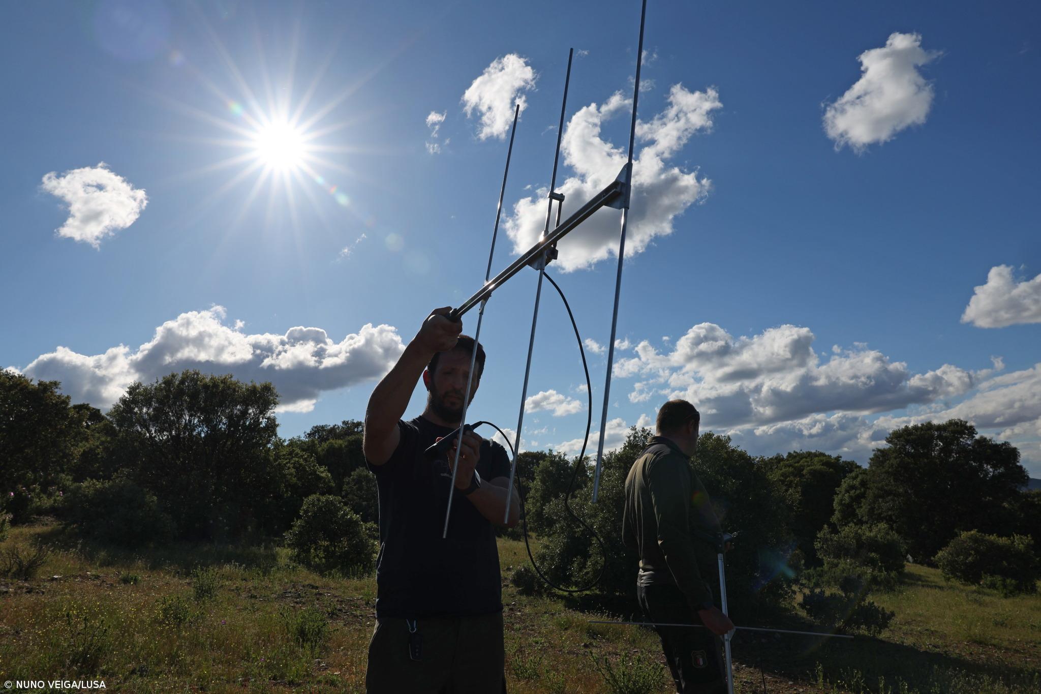 Linces "avós, mães e netas" espalham-se pela Península e quebram tabús há 15 anos  – Imagem 1
