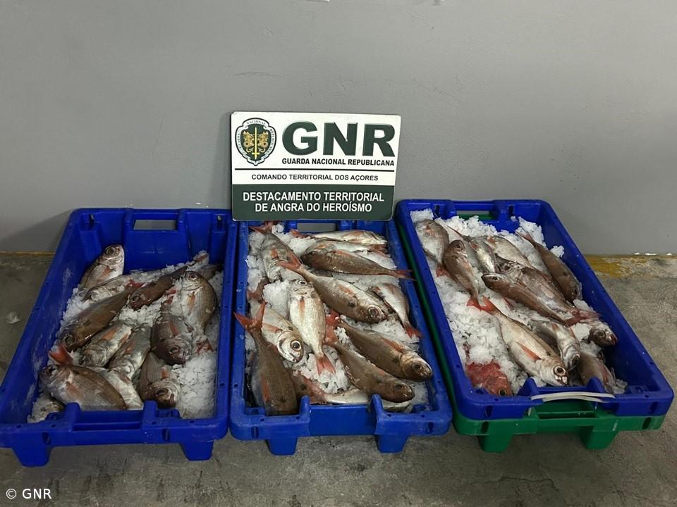 GNR apreende 43,90 quilos de pescado – Imagem 1