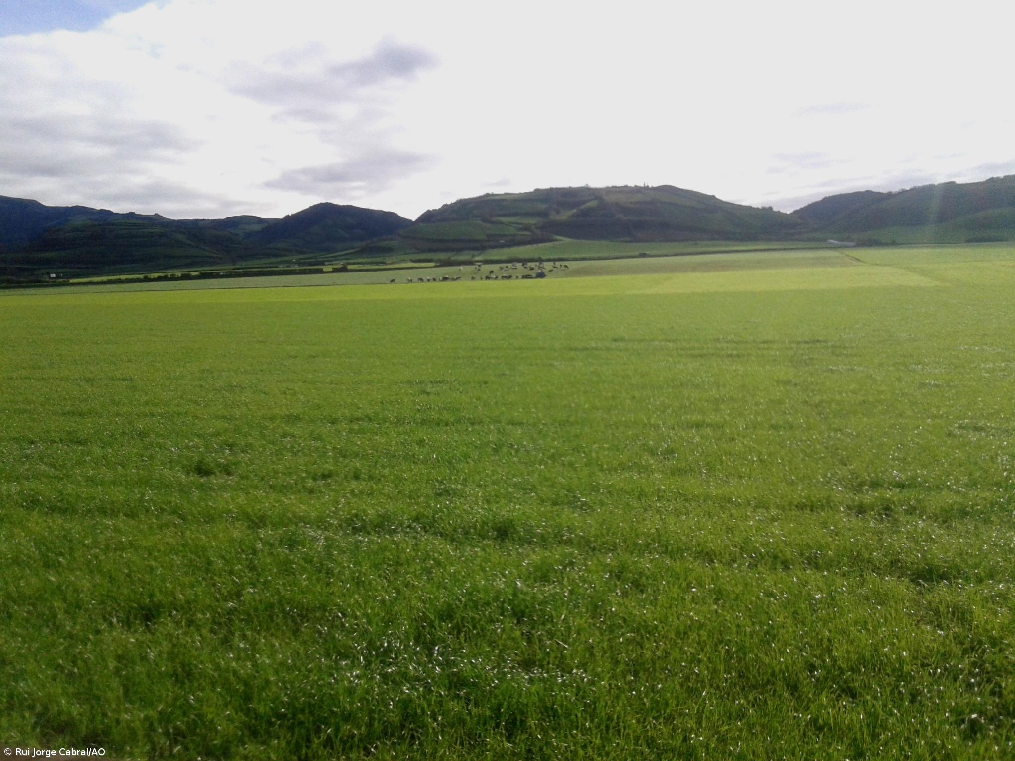 Empresários açorianos pedem a Portugal, Espanha e França que defendam a manutenção do POSEI – Imagem 1