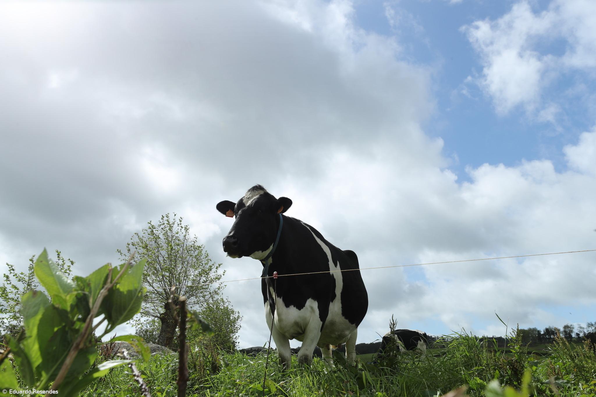 Agricultores da ilha Graciosa queixam-se da falta de transporte para o gado – Imagem 1